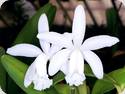 Cattleya loddigesii var. alba